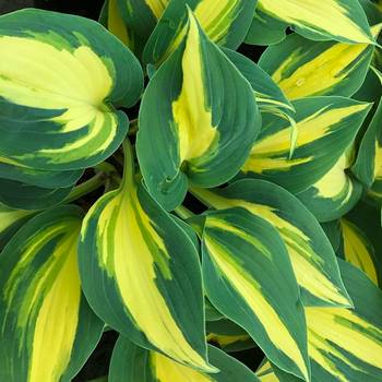 Хоста Hosta ‘Party Popper’